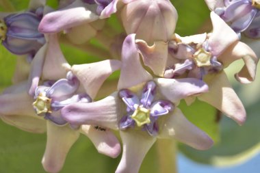 Mor ve beyaz taç çiçekleri (Calotropis gigantea) yemyeşil bir yaprağa karşı gün ışığında çiçek açarlar.