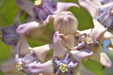Tropik bir bahçe ortamında taç tomurcukları ve çiçek (Calotropis gigantea) kümesi