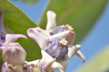 Yaklaş - portakal orkidesinin çiçeğine