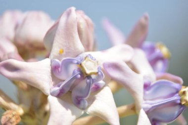Mor ve beyaz dev yosun çiçekleri, yaygın bir tropikal bitki olan taç çiçeği.