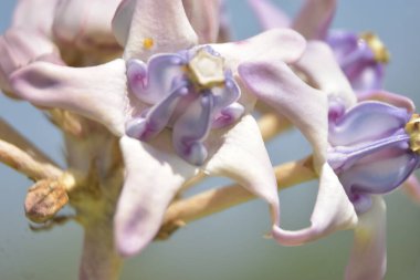 Bulanık arkaplanı olan güzel bir çiçeğin yakın çekimi.