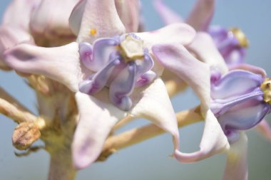 Lavanta ve beyaz taç çiçekleri (Calotropis gigantea) tropikal güneşte yumuşak yeşil arka planda çiçek açarlar.