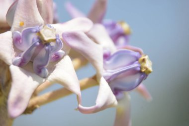 Mor ve beyaz taç çiçekleri (Calotropis gigantea) yemyeşil bir yaprağa karşı gün ışığında çiçek açarlar.