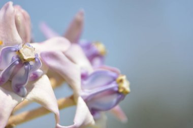 Orkide çiçeğinin yakın çekimi.