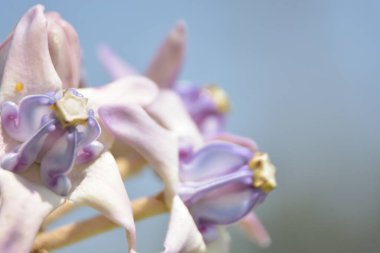 Taç çiçeklerinin (kalotropis gigantea) yakın çekimi - Mor ve beyaz süt otları yeşil yapraklara karşı çiçek açar
