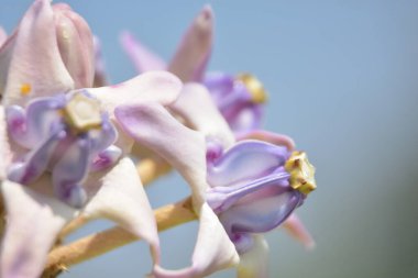 Taç çiçeklerinin (kalotropis gigantea) yakın çekimi - Mor ve beyaz süt otları yeşil yapraklara karşı çiçek açar