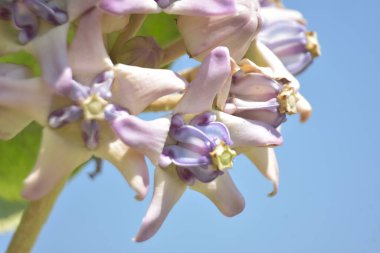 Mor çiçeklerin yakın çekimi.