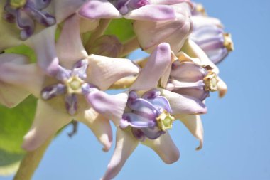 Taç çiçeklerinin (kalotropis gigantea) yakın çekimi - Mor ve beyaz süt otları yeşil yapraklara karşı çiçek açar