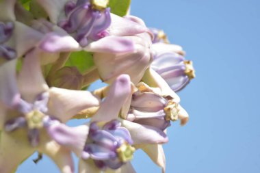 Bir bitkinin çiçeğinin yakın görüntüsü