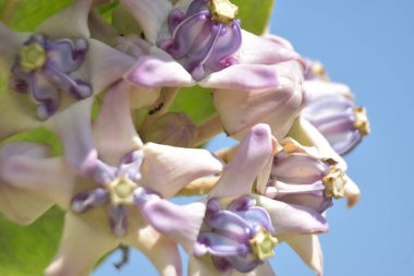 Taç çiçeklerinin (kalotropis gigantea) yakın çekimi - Mor ve beyaz süt otları yeşil yapraklara karşı çiçek açar