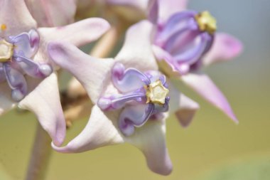 Taç çiçeklerinin (kalotropis gigantea) yakın çekimi - Mor ve beyaz süt otları yeşil yapraklara karşı çiçek açar