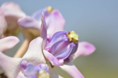 Taç çiçeklerinin (kalotropis gigantea) yakın çekimi - Mor ve beyaz süt otları yeşil yapraklara karşı çiçek açar