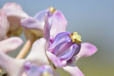 Bahçedeki güzel çiçekler