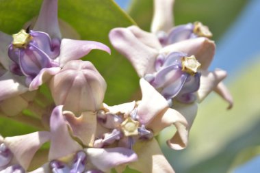 Taç çiçeklerinin (kalotropis gigantea) yakın çekimi - Mor ve beyaz süt otları yeşil yapraklara karşı çiçek açar