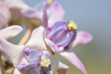 Güzel bir çiçeğe yaklaş