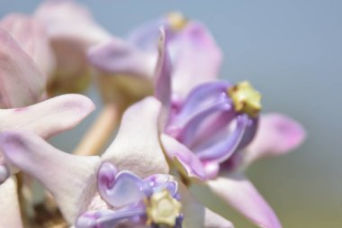 doğanın güzel çiçekler