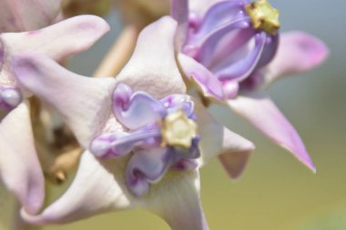 Taç çiçeklerinin (kalotropis gigantea) yakın çekimi - Mor ve beyaz süt otları yeşil yapraklara karşı çiçek açar