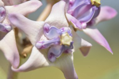 Bahçedeki güzel çiçekler