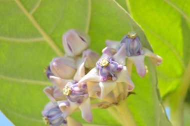 Taç çiçeklerinin (kalotropis gigantea) yakın çekimi - Mor ve beyaz süt otları yeşil yapraklara karşı çiçek açar