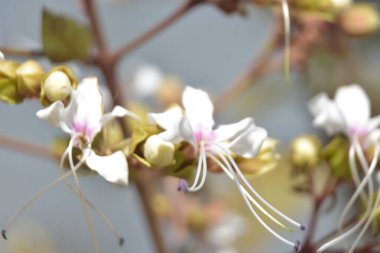 Bahçede beyaz çiçekler