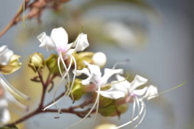 Bahçede beyaz çiçekler