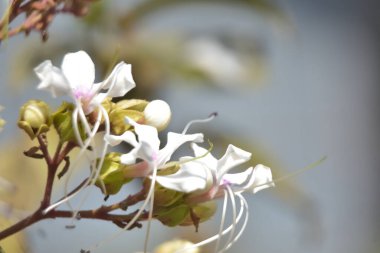 İlkbaharda beyaz ve pembe kiraz çiçekleri