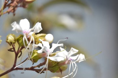 Bahçedeki güzel bahar çiçekleri