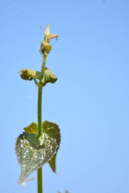 yeşil yapraklar, bitkiler ve yapraklar