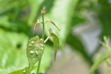 Görüntü, Mikania micrantha bitkisinin çiçekleri üzerinde muhtemelen bir Batı bal arısı olan bir böceği gösteriyor. Genellikle acı sarmaşık ya da dakikada bir mil sarmaşık olarak bilinir..
