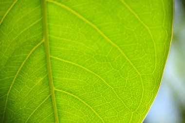 Yeşil yaprak arka planın yakın görünümü.