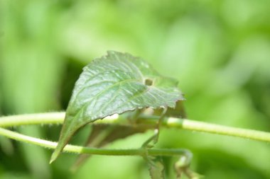 Canlı yeşil bir yaprağın makro görüntüsü ayrıntılı damar yapısını ve pürüzsüz ses tonlarını gösteriyor. Taze organik kalıplara sahip doğal botanik doku, ekolojik temalar, tasarım projeleri ve doğa kavramları için ideal..