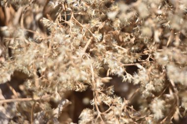 tarladaki kuru otlar