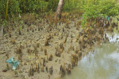 Bangladeş, Cox 's Bazar' daki bakkhali nehrinin kumundan çıkan kalem benzeri pneumatoforların detaylı bir görüntüsü. Bu özel kökler mangrov ağaçlarının anaerobik ve sulandırılmış toprakta nefes almalarını sağlar..