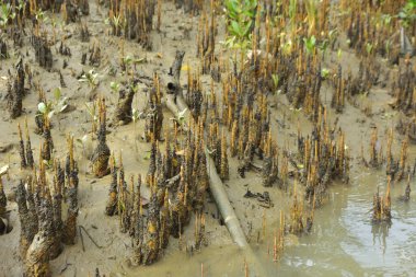 Bangladeş, Cox 's Bazar' daki bakkhali nehrinin kumundan çıkan kalem benzeri pneumatoforların detaylı bir görüntüsü. Bu özel kökler mangrov ağaçlarının anaerobik ve sulandırılmış toprakta nefes almalarını sağlar..