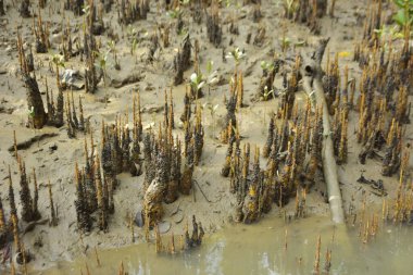 Bangladeş, Cox 's Bazar' daki bakkhali nehrinin kumundan çıkan kalem benzeri pneumatoforların detaylı bir görüntüsü. Bu özel kökler mangrov ağaçlarının anaerobik ve sulandırılmış toprakta nefes almalarını sağlar..