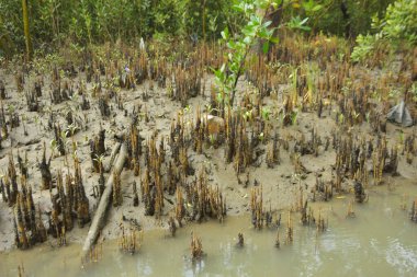 Bangladeş, Cox 's Bazar' daki bakkhali nehrinin kumundan çıkan kalem benzeri pneumatoforların detaylı bir görüntüsü. Bu özel kökler mangrov ağaçlarının anaerobik ve sulandırılmış toprakta nefes almalarını sağlar..