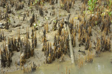 Bangladeş, Cox 's Bazar' daki bakkhali nehrinin kumundan çıkan kalem benzeri pneumatoforların detaylı bir görüntüsü. Bu özel kökler mangrov ağaçlarının anaerobik ve sulandırılmış toprakta nefes almalarını sağlar..