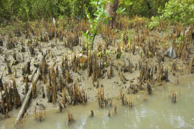 Bangladeş, Cox 's Bazar' daki bakkhali nehrinin kumundan çıkan kalem benzeri pneumatoforların detaylı bir görüntüsü. Bu özel kökler mangrov ağaçlarının anaerobik ve sulandırılmış toprakta nefes almalarını sağlar..