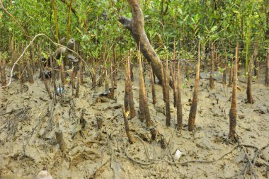 Bangladeş, Cox 's Bazar' daki bakkhali nehrinin kumundan çıkan kalem benzeri pneumatoforların detaylı bir görüntüsü. Bu özel kökler mangrov ağaçlarının anaerobik ve sulandırılmış toprakta nefes almalarını sağlar..