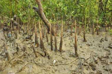 Bangladeş, Cox 's Bazar' daki bakkhali nehrinin kumundan çıkan kalem benzeri pneumatoforların detaylı bir görüntüsü. Bu özel kökler mangrov ağaçlarının anaerobik ve sulandırılmış toprakta nefes almalarını sağlar..