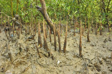 Bangladeş, Cox 's Bazar' daki bakkhali nehrinin kumundan çıkan kalem benzeri pneumatoforların detaylı bir görüntüsü. Bu özel kökler mangrov ağaçlarının anaerobik ve sulandırılmış toprakta nefes almalarını sağlar..