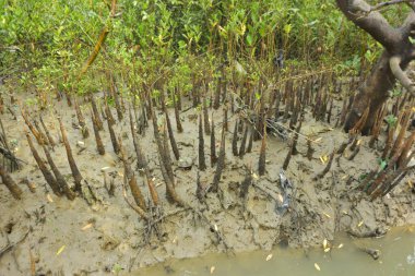 Bangladeş, Cox 's Bazar' daki bakkhali nehrinin kumundan çıkan kalem benzeri pneumatoforların detaylı bir görüntüsü. Bu özel kökler mangrov ağaçlarının anaerobik ve sulandırılmış toprakta nefes almalarını sağlar..