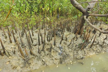 Bangladeş, Cox 's Bazar' daki bakkhali nehrinin kumundan çıkan kalem benzeri pneumatoforların detaylı bir görüntüsü. Bu özel kökler mangrov ağaçlarının anaerobik ve sulandırılmış toprakta nefes almalarını sağlar..
