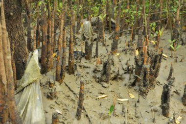 Bangladeş, Cox 's Bazar' daki bakkhali nehrinin kumundan çıkan kalem benzeri pneumatoforların detaylı bir görüntüsü. Bu özel kökler mangrov ağaçlarının anaerobik ve sulandırılmış toprakta nefes almalarını sağlar..