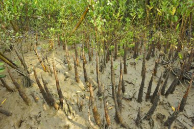 Bangladeş, Cox 's Bazar' daki bakkhali nehrinin kumundan çıkan kalem benzeri pneumatoforların detaylı bir görüntüsü. Bu özel kökler mangrov ağaçlarının anaerobik ve sulandırılmış toprakta nefes almalarını sağlar..