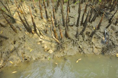 Bangladeş, Cox 's Bazar' daki bakkhali nehrinin kumundan çıkan kalem benzeri pneumatoforların detaylı bir görüntüsü. Bu özel kökler mangrov ağaçlarının anaerobik ve sulandırılmış toprakta nefes almalarını sağlar..
