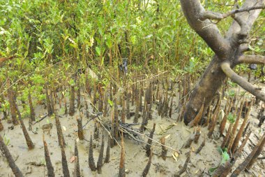 Bangladeş, Cox 's Bazar' daki bakkhali nehrinin kumundan çıkan kalem benzeri pneumatoforların detaylı bir görüntüsü. Bu özel kökler mangrov ağaçlarının anaerobik ve sulandırılmış toprakta nefes almalarını sağlar..