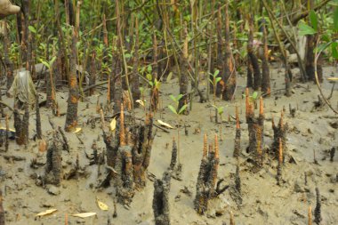 Çamurlu kıyı topraklarında dikey mangrov solunum kökleri (pneumatophores).