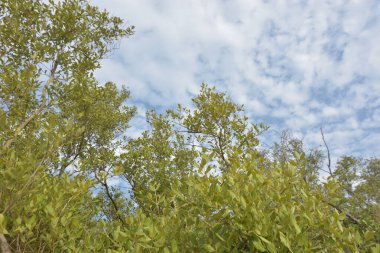 Mangrov ağacı örtüsü, Cox 's Bazar' daki Bakkhali Nehri boyunca uzanan parlak bulutlu bir gökyüzüne doğru uzanır. Bangladeş 'te, verimli tropikal bitki örtüsünü ve kıyı ekosistem detaylarını gösterir..