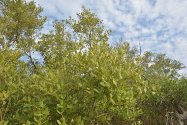 Mangrov ağacı örtüsü, Cox 's Bazar' daki Bakkhali Nehri boyunca uzanan parlak bulutlu bir gökyüzüne doğru uzanır. Bangladeş 'te, verimli tropikal bitki örtüsünü ve kıyı ekosistem detaylarını gösterir..